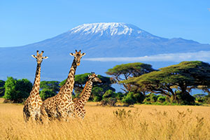 Johannesburg/Kilimanjaro International Airport